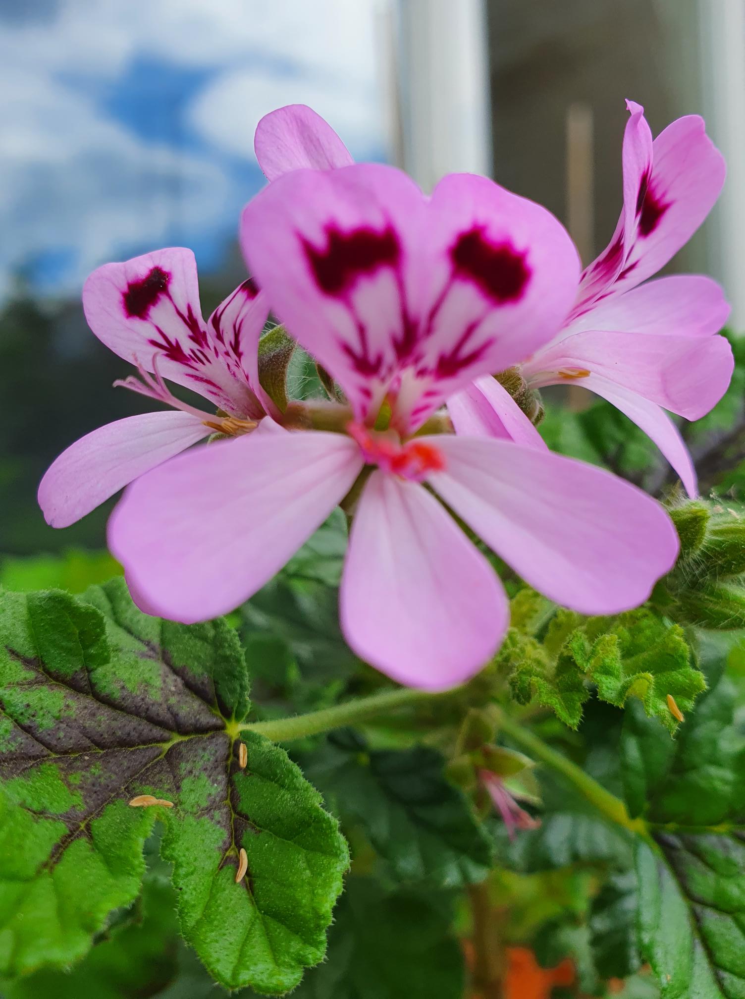 The Fragrant Pelargonium family