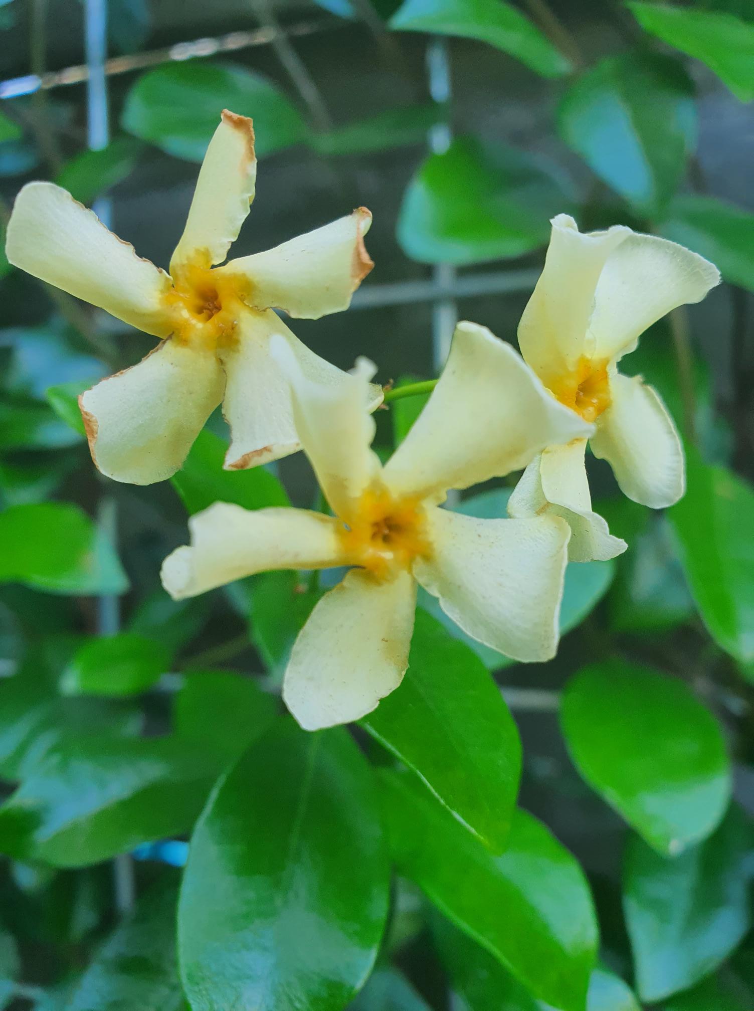 Fragrant flowers in may