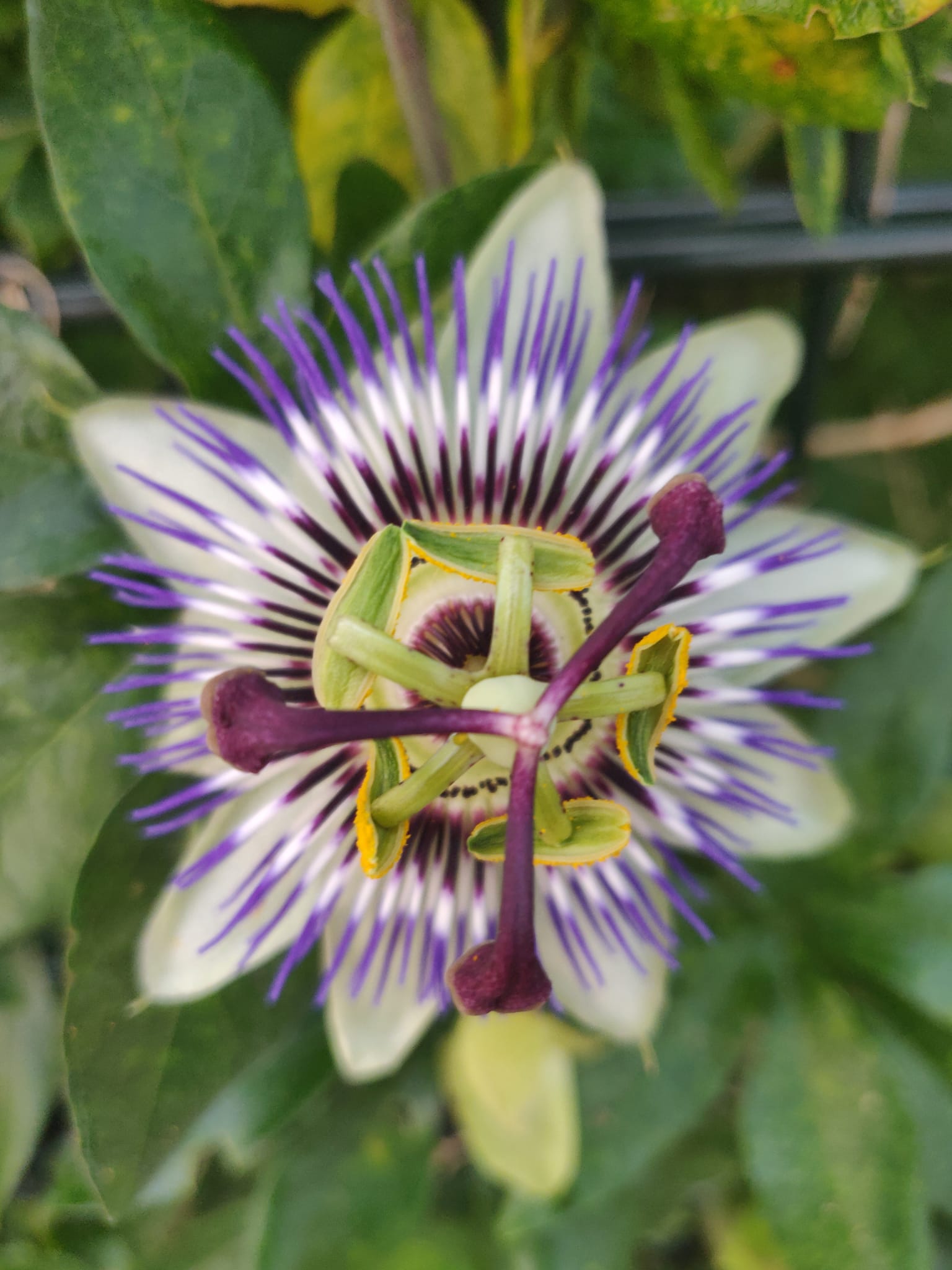 Cold hardy Passiflora Caerulea in bloom.