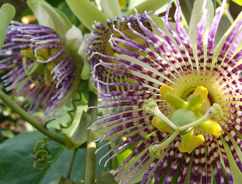Sowing Passion Flower Seeds