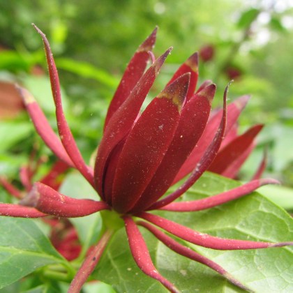 Carolina Allspice 5-15 seeds (red flower, fragrant)