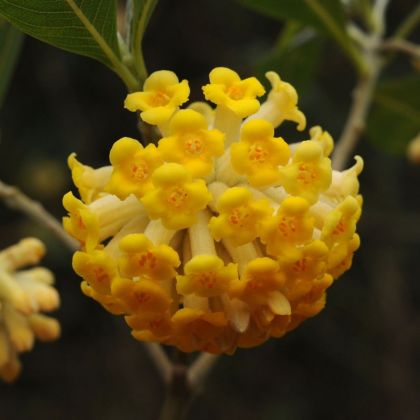 Indian Papertree 5-15 seeds (orange yellow flower, fragrant)