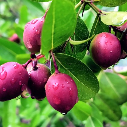 Natal Plum 5-15 seeds (white Flower, fragrant)