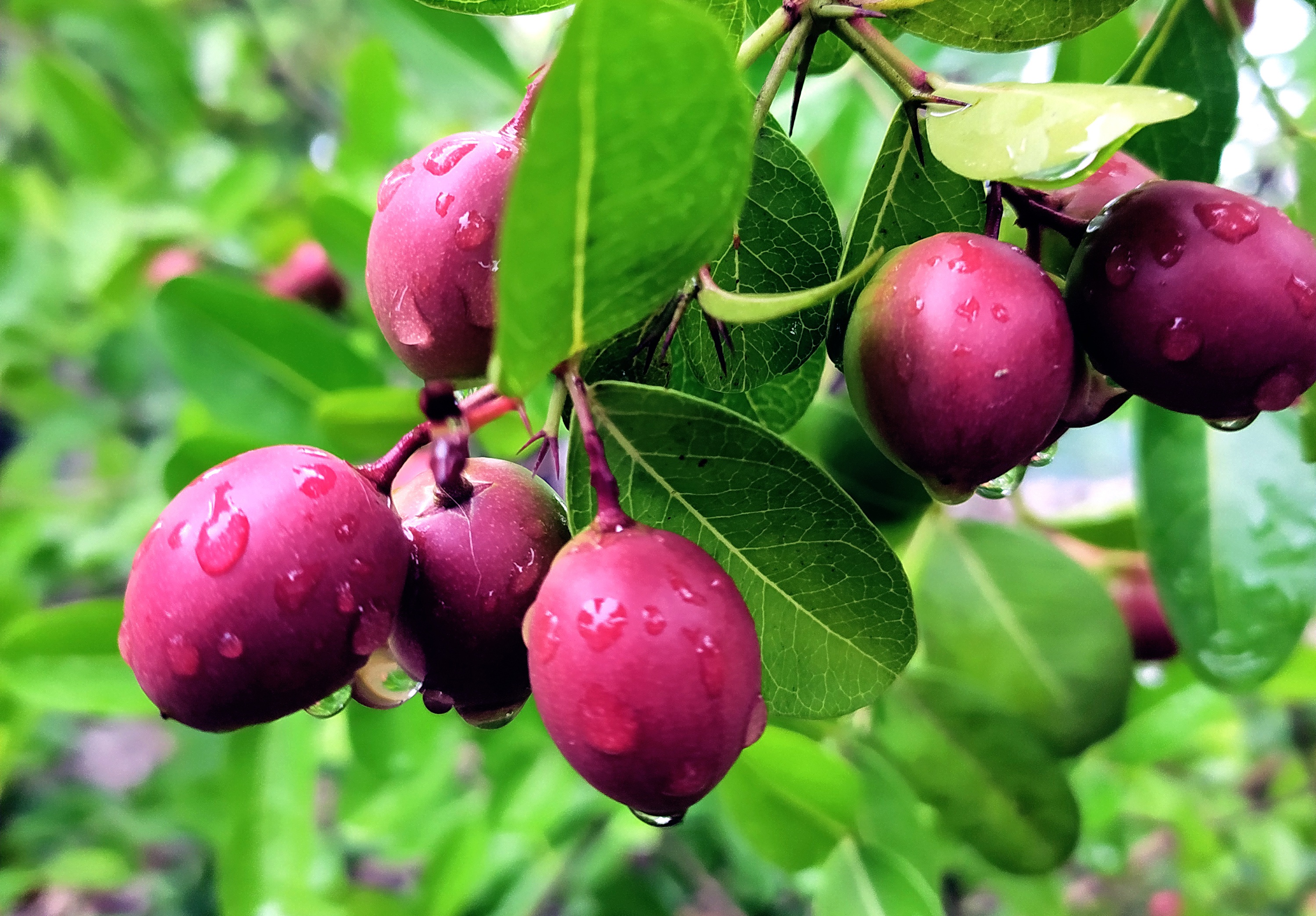 Natal Plum 5-15 seeds (white Flower, fragrant)