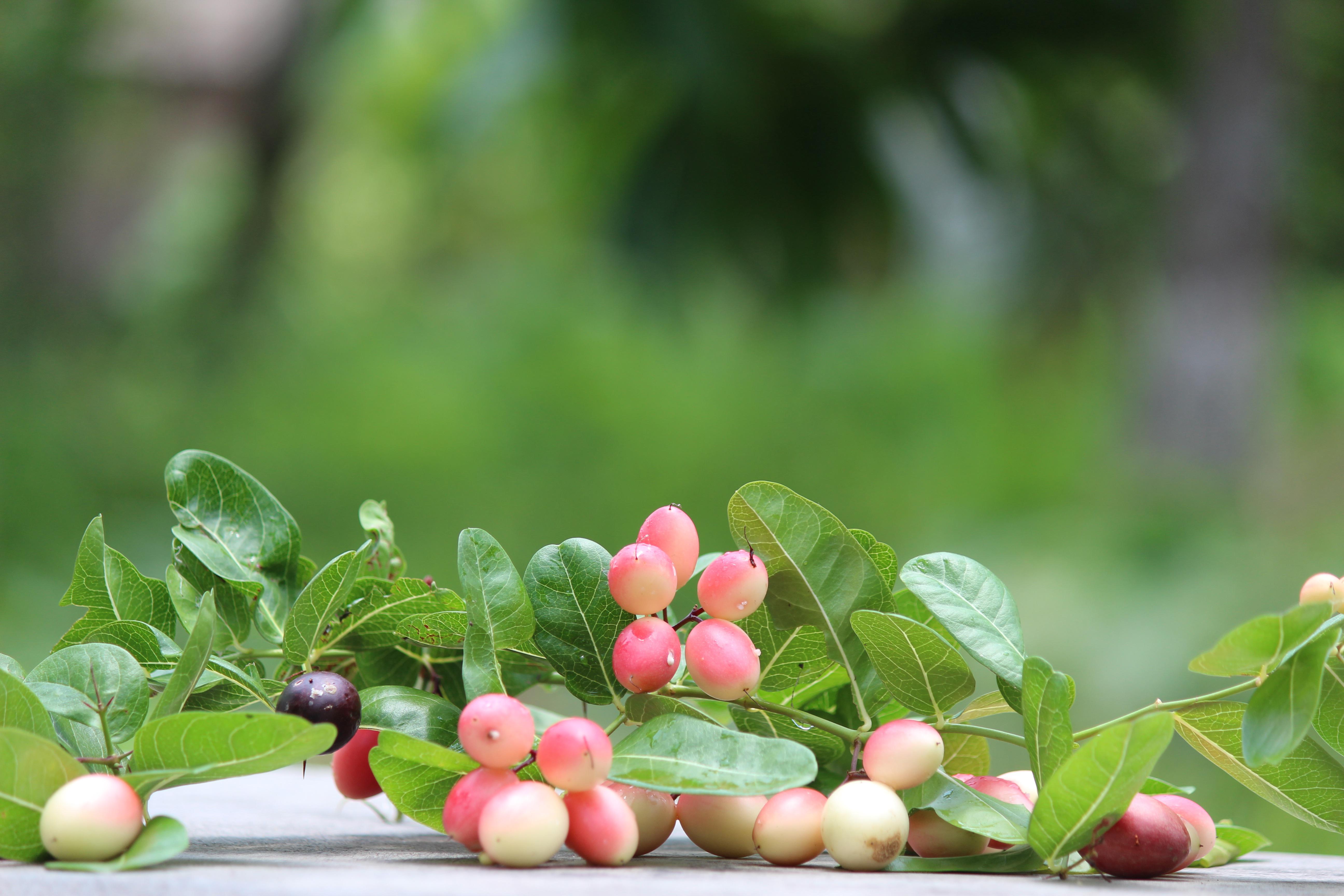 Natal Plum 5-15 seeds (white Flower, fragrant) - Image 3