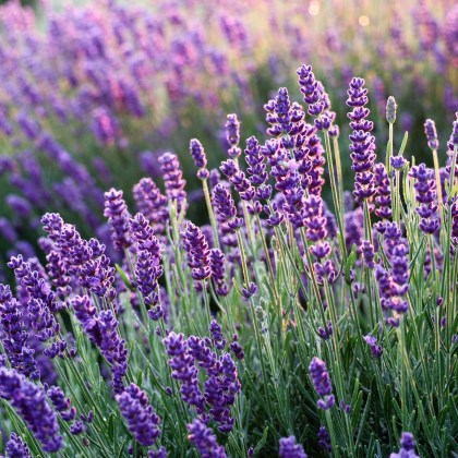 Lavendel 250-1000 seeds (purple flower, intense fragrance),