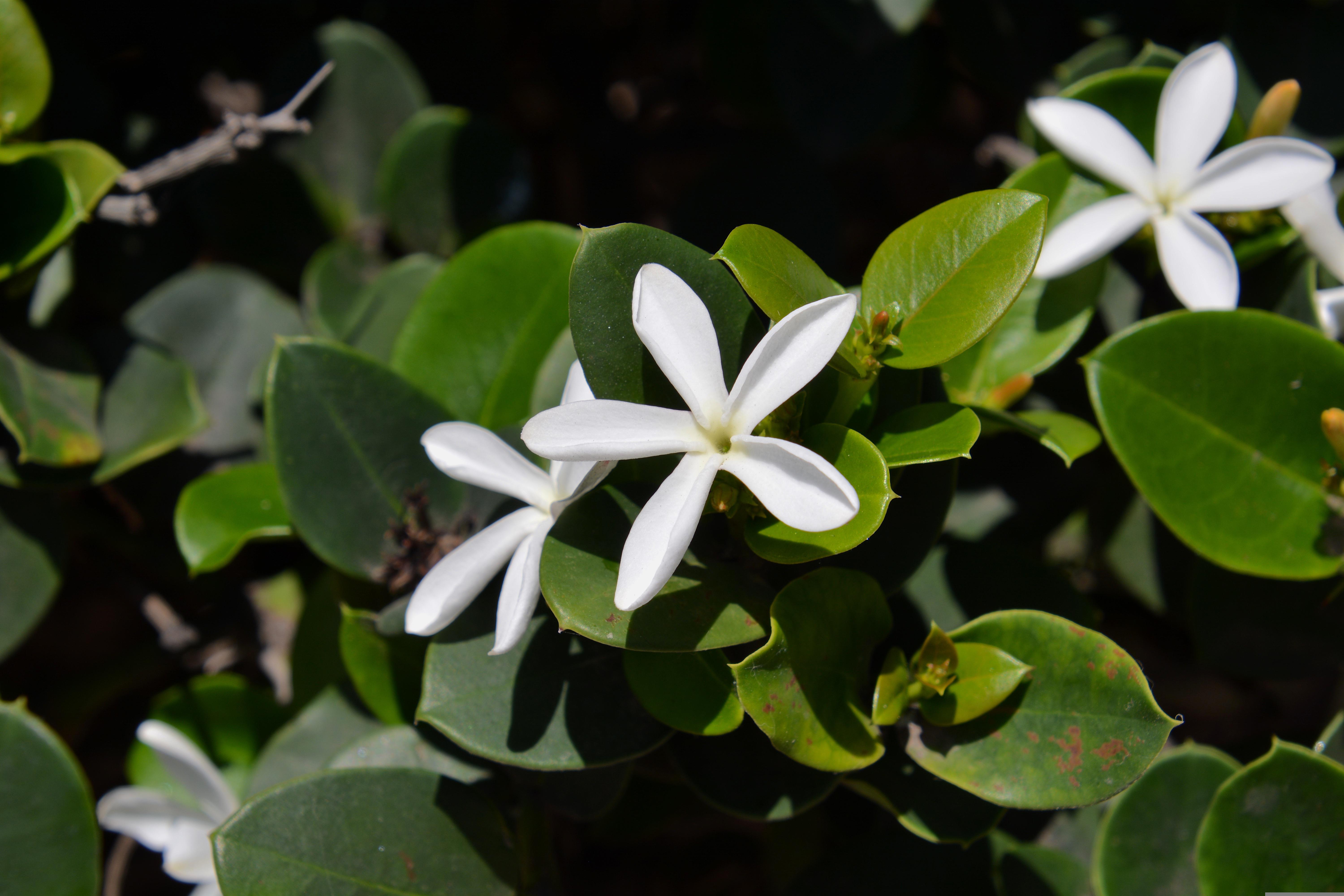 Natal Plum 5-15 seeds (white Flower, fragrant) - Image 2