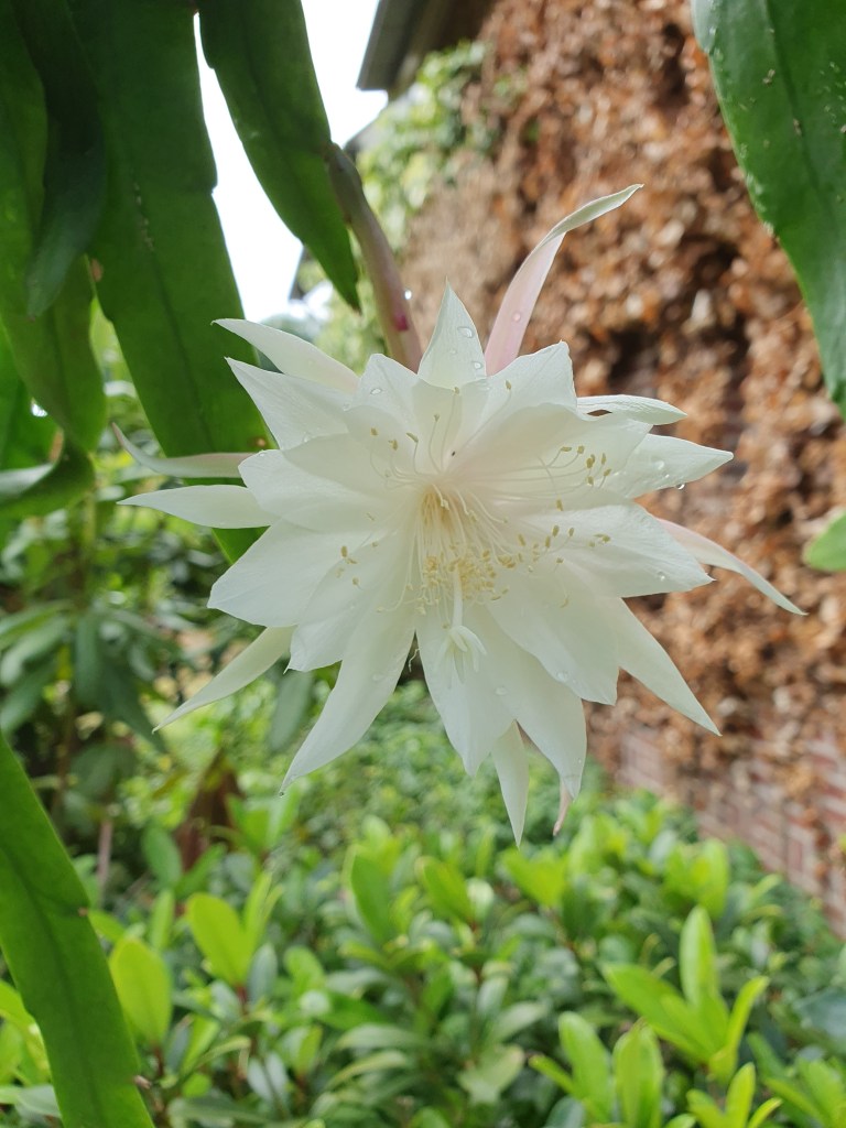 Epiphyllum Pumilum flower. Essential care and blooming tips for Epiphyllum Pumilum.