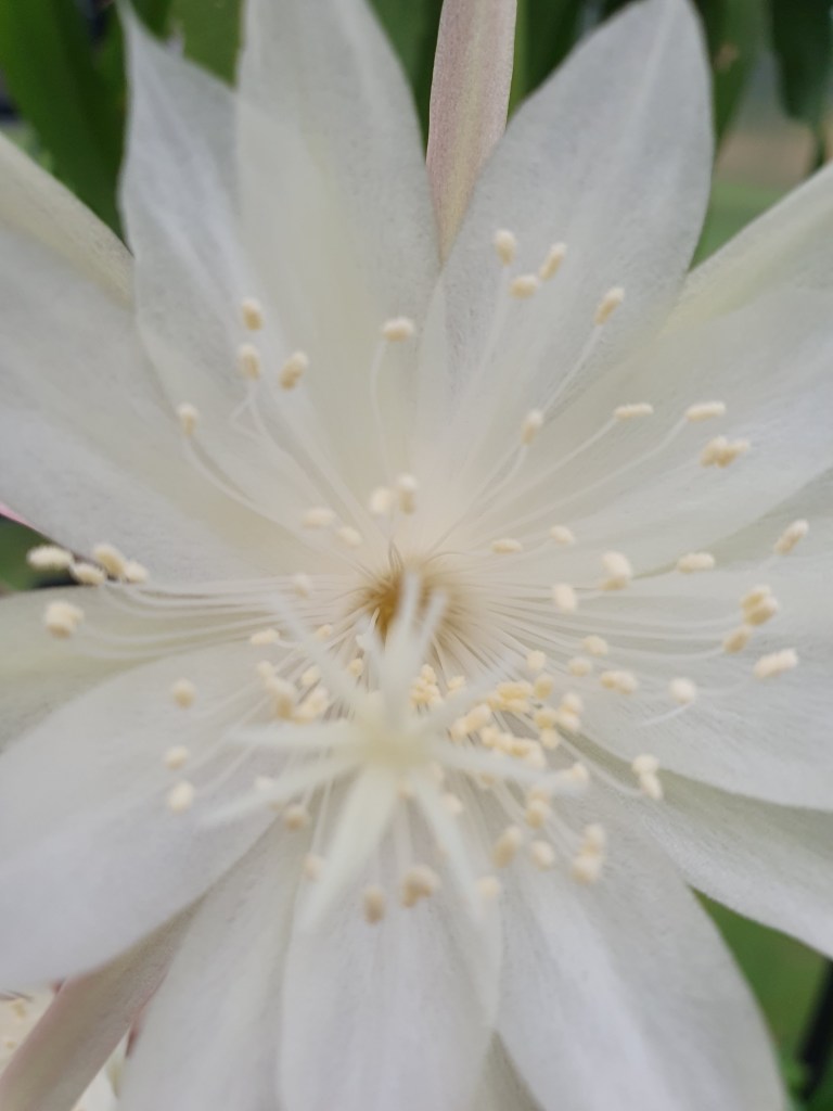 Epiphyllum Pumilum flower. Essential care and blooming tips for Epiphyllum Pumilum.