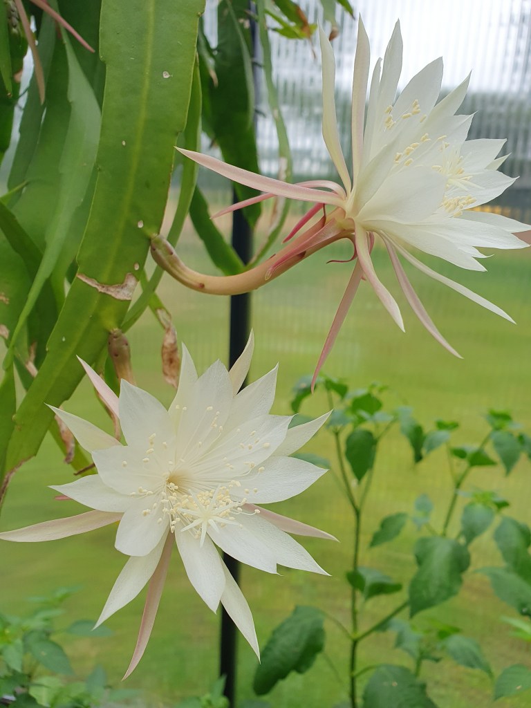 Why you should move Epiphyllum Pumilum outside for summer: care and bloom tips