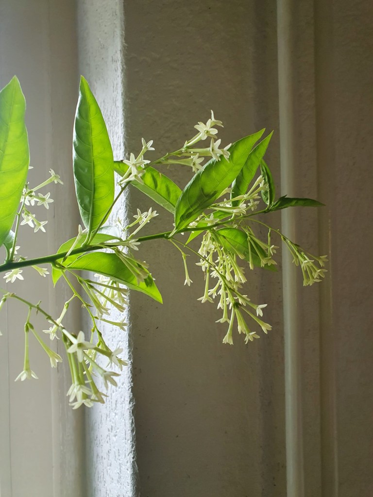 Cestrum Nocturnum; The Lady of the night